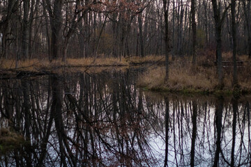 reflection of trees in the water in a forest 