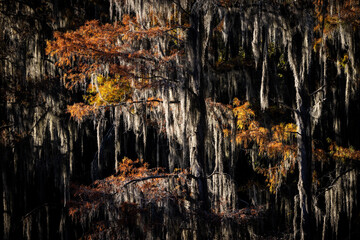 Caddo Lake is a bayou in east Texas filled with cypress trees with needles that turn red, yellow and orange in the fall. When the trees are backlit, the Spanish Moss glows. - obrazy, fototapety, plakaty
