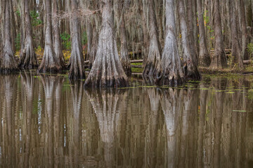 Caddo Lake is a bayou in east Texas filled with cypress trees with needles that turn red, yellow and orange in the fall. When the trees are backlit, the Spanish Moss glows.