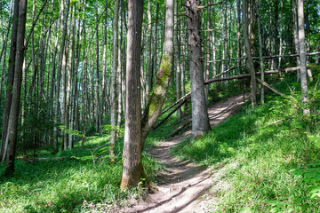 Obraz premium Forest path on a slope going up behind the trees
