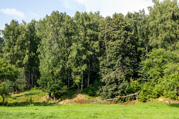 Green forest on the slope behind the field