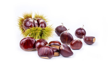 Ripe chestnuts close up. Raw Chestnuts for Christmas. Fresh sweet chestnut. Castanea sativa top wiew