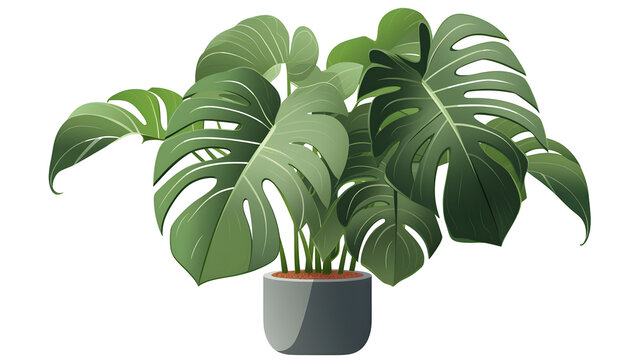 Clean image of a large leaf house plant Monstera deliciosa in a gray pot on a background. Agriculture plants illustration. 