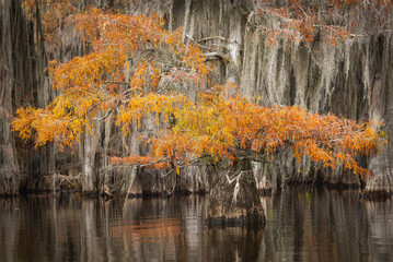 Caddo Lake is a bayou in east Texas filled with cypress trees with needles that turn red, yellow and orange in the fall. When the trees are backlit, the Spanish Moss glows.