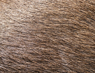 close up of skin texture of deer