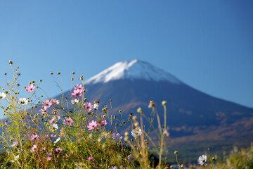 川口湖畔の大石公園から望む秋晴れの富士山