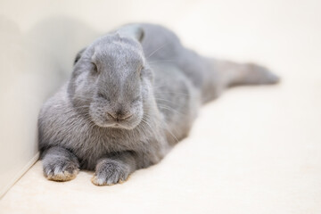 Grey rabbiy laying down with ears down small eyes