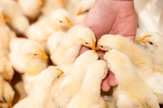 feeding litte yellow chicks