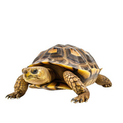 Fototapeta premium turtle PNG isolated on white transparent background