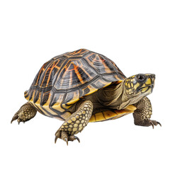 turtle PNG isolated on white  transparent background