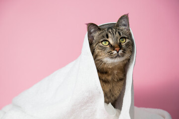 Striped cat wrapped in a white towel on a pink background. 
