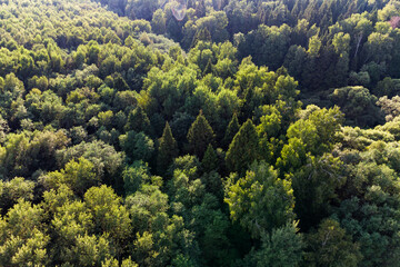 Flight view of green tree tops in a dense forest - Powered by Adobe