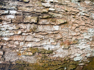 Tree bark texture, Tree trunk, Rough bark, Wood plank texture for texture background wood work