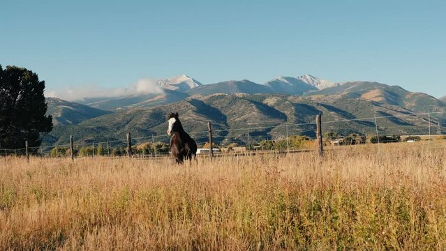 Horses Running