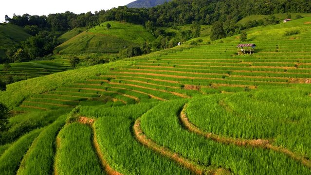 Paddy rice farmland in Northern Thailand, Pa Pong Piang rice terraces in North Thailand, green rice paddy fields with small farm huts in the mountains