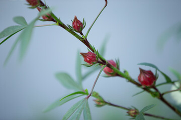Hibiscus sabdariffa or roselle fruits on tree