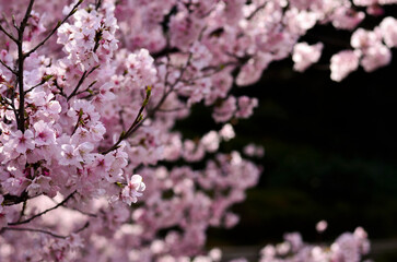 日本各地で春に咲く桜、満開。