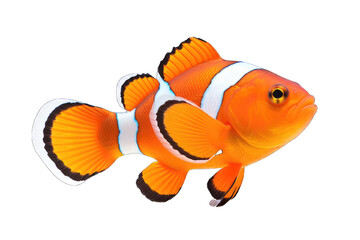 Clownfish PNG isolated on white  transparent background