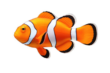 Clownfish PNG isolated on white  transparent background