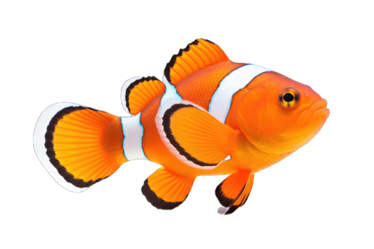 Clownfish PNG isolated on white transparent background - Powered by Adobe