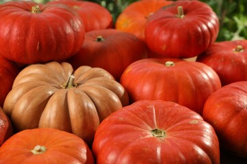 Many ripe orange pumpkins as background, closeup
