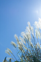 秋の七草の一つ、ススキ