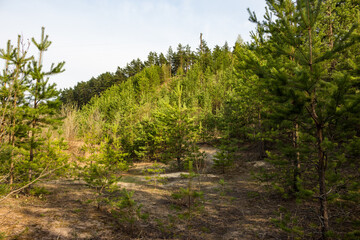 An old sand quarry overgrown with young pine forest