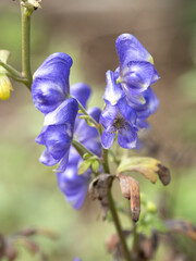 ツクバトリカブトの花