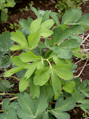 ボタンポウフウ　薬用植物