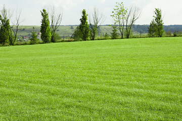 Beautiful meadow with bright green grass outdoors