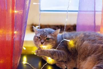 Gray tabby cat resting on a table, near the window, playing with yellow christmas lights.