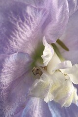 Fototapeta na wymiar Beautiful purple Delphinium flower as background, macro view