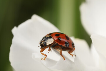 Ladybug on beautiful white flower against blurred background, macro view