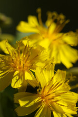 黄色い太陽のようなヤクシソウのかわいい花たち（ソフトな質感の自然光・マクロレンズ接写）