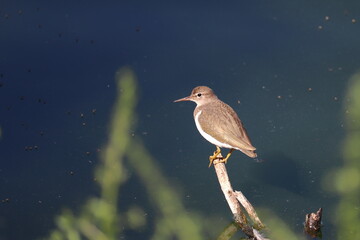 Spotted Sandpiper on a branch by a lake