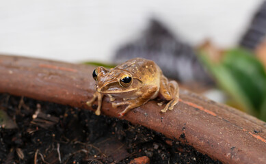 Khiat Tapad sits beautifully on the edge