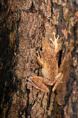 Khiad Tapad sits beautifully on a tree