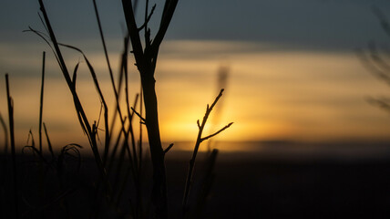 Branch blowing in the strong winds with a sunset.