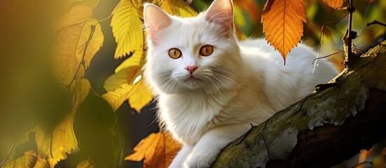 lush green forest, a majestic white cat with striking orange eyes sits peacefully on a tree branch, its face adorned with a leaf, a beautiful portrait of natures love for animals autumn garden. - Powered by Adobe