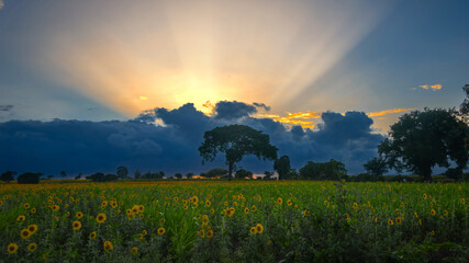 sunset over the sunflower field