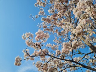 Tabebuia flower or tabebuia roseo-alba (Ridley) Sandwith. or Handroanthus chrysotrichus. white tabebuia flower isolated on blue sky.Trumpet Tree , Tabebuia rosea in full bloom. Ipê rosa, white ipê. 