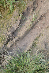 close up of a wet soil