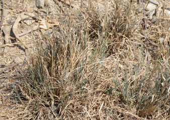 dry grass in the garden