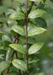 close up of fresh green Wrightia religiosa leaves outdoors at daytime