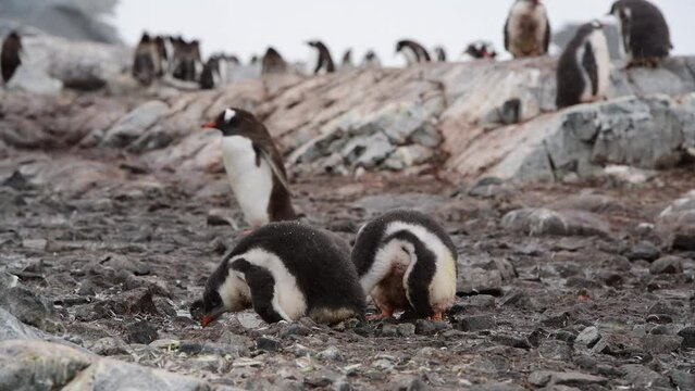 Gentoo Penguins chicks playing in Antarctica