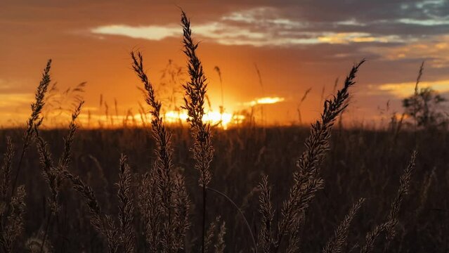 Golden Wheat Field At Sunset