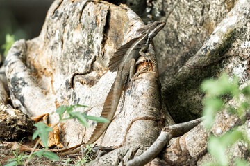 Jesus Christ lizard Basilisks Basilisk animal costa rica 