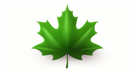 Fototapeta premium Green Maple Leaf as a spring and summer seasonal themed nature concept also an icon of the fall weather on an isolated white background