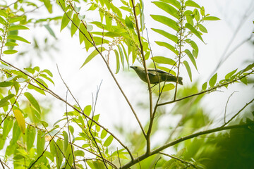 Obraz premium Palm tanager bird in tree