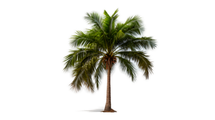 palm tree on transparent background